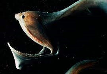 25 Awesome Gulper Eel Fun Facts