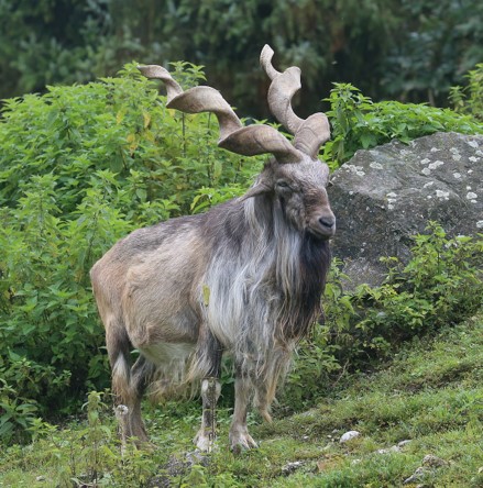 25 Cool Markhor Fun Facts