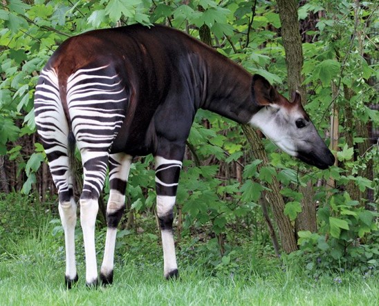 25 Amazing Okapi Fun Facts