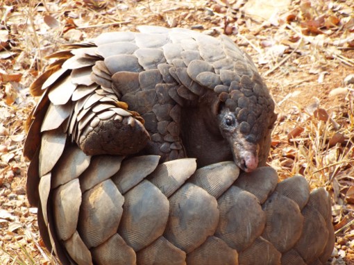 25 Incredible Pangolins Fun Facts