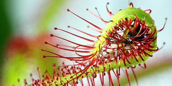 50 Amazing Sundew Facts