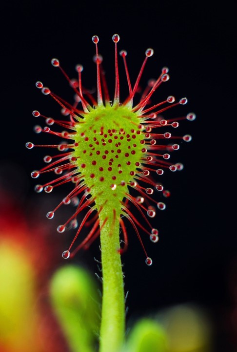 50 Amazing Sundew Facts