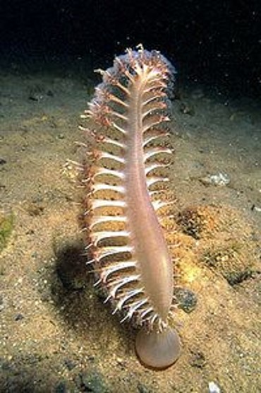 25 Awesome Sea Pen Fun Facts