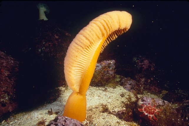 25 Awesome Sea Pen Fun Facts