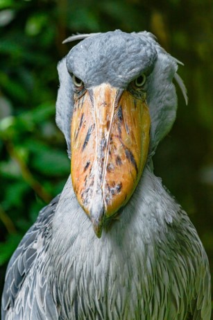 25 Awesome Shoebill Fun Facts