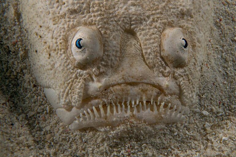 25 Amazing Stargazer Fish Fun Facts