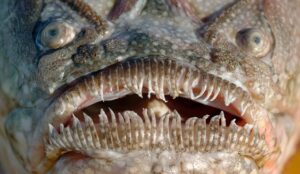 25 Amazing Stargazer Fish Fun Facts