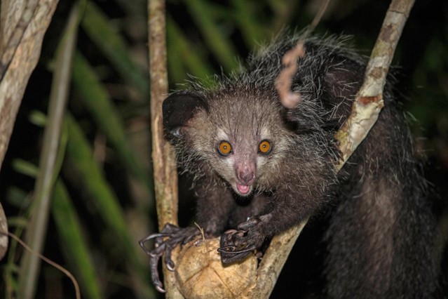 25 Amazing Aye-aye Fun Facts