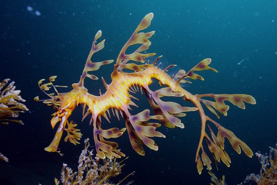 25 Amazing Leafy Seadragon Fun Facts