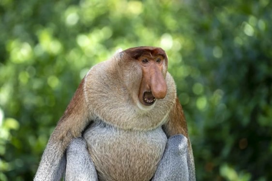 25 Cool Proboscis Monkeys Fun Facts