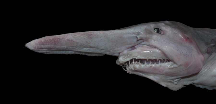 35 Incredible Goblin Sharks Facts