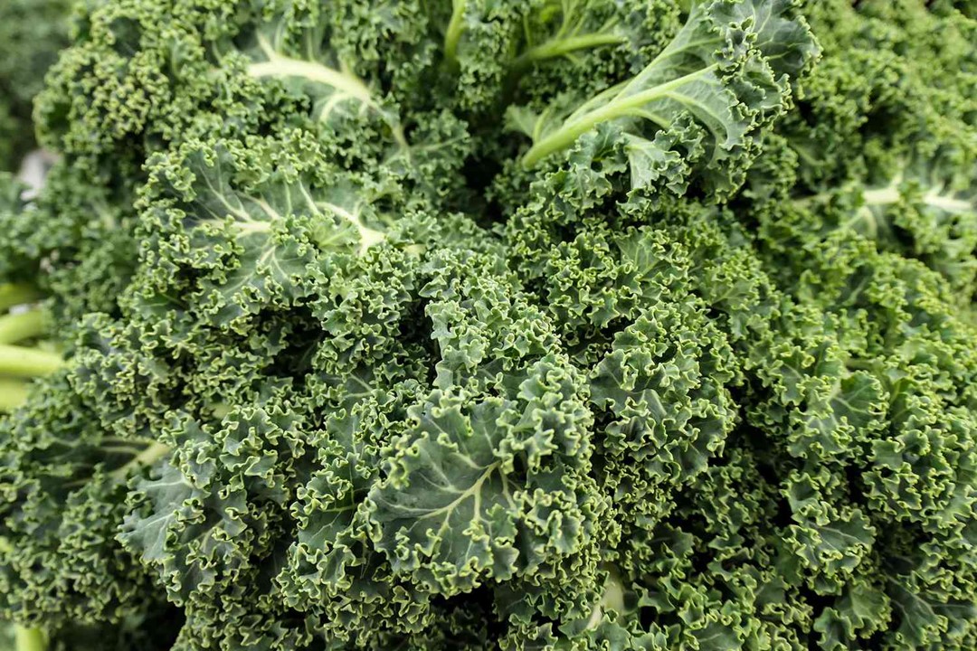 50 Fun Kale Facts