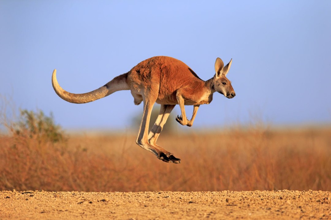 60 Incredible Kangaroos Facts 1919