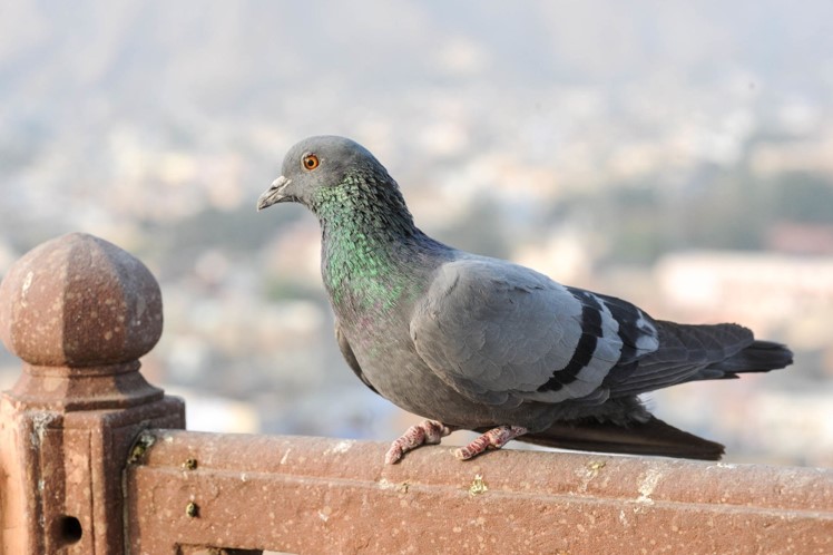 75 Amazing Pigeons Facts