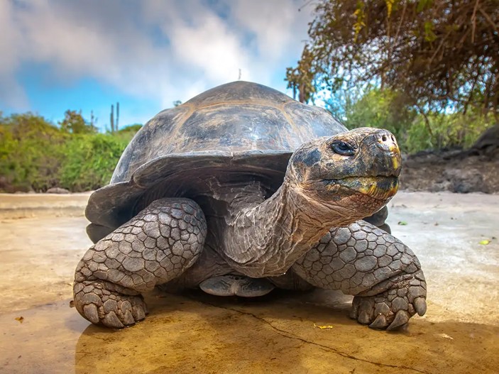 75 Fascinating Tortoises Facts