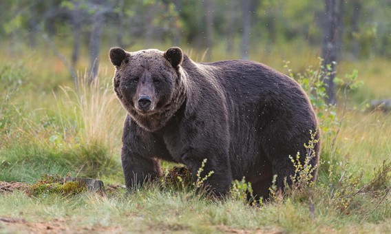 125-amazing-bears-facts