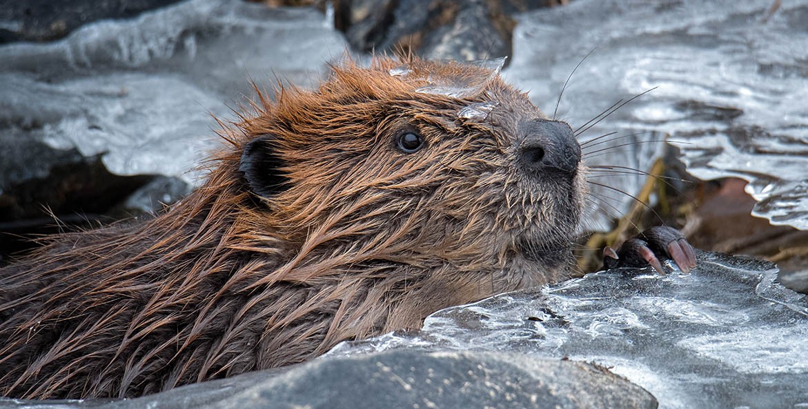 50 Fascinating Beavers Facts