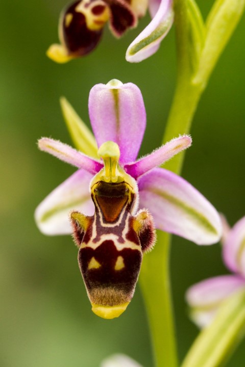 Bee Orchid Mimicry