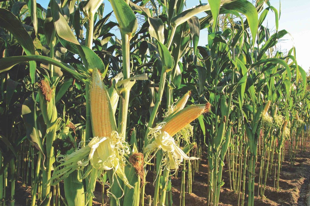 75 Interesting Corn Facts 5162