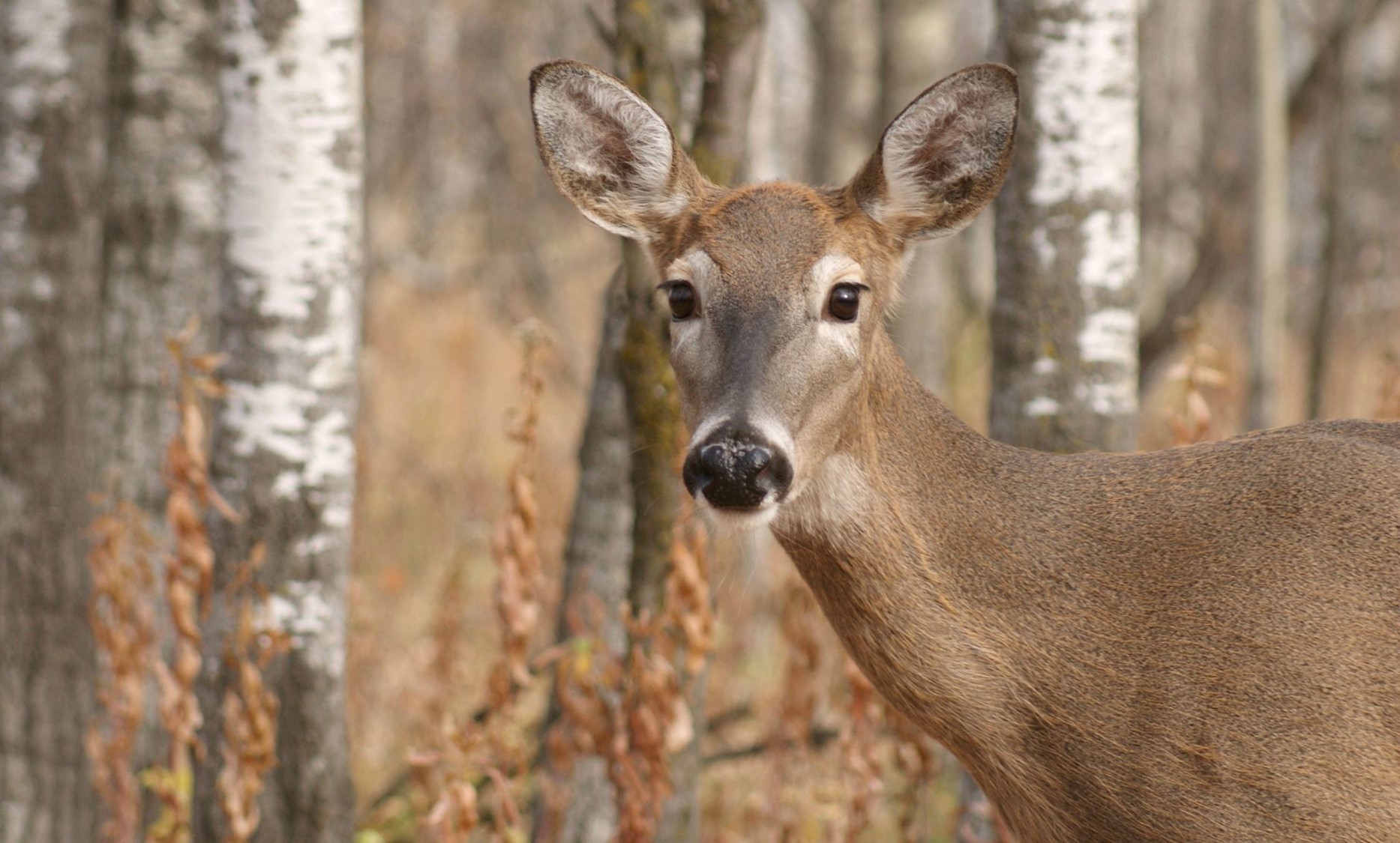 75 Interesting Deer Facts