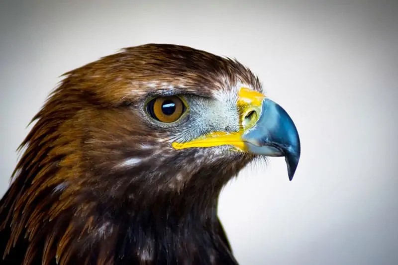 75 Amazing Eagles Facts