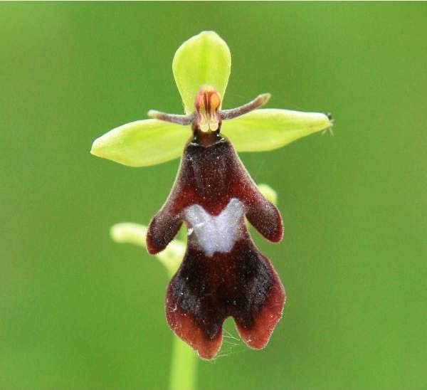 Fly Orchid Mimicry