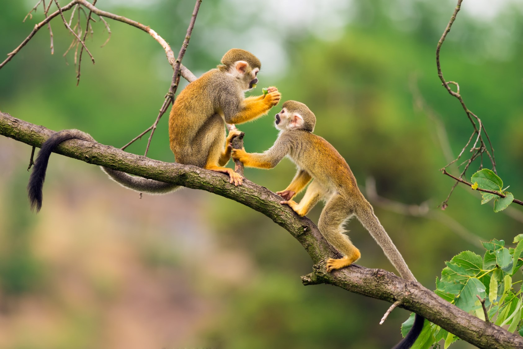 125-marvelous-monkeys-facts