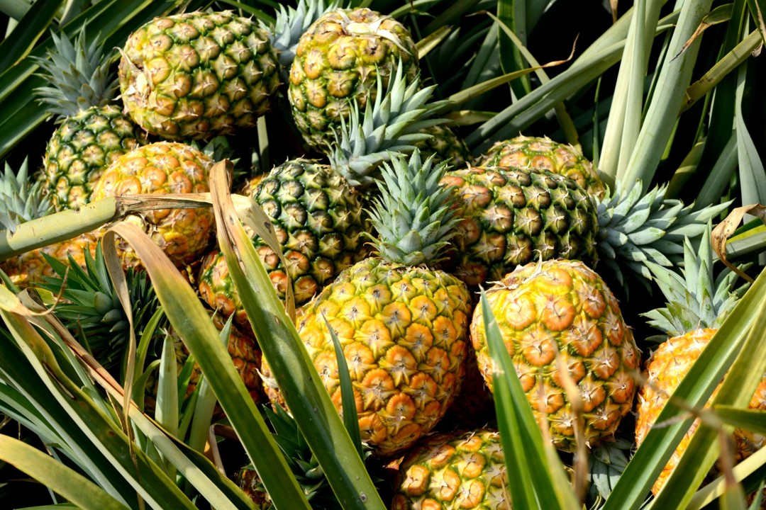 75 Fascinating Pineapple Facts