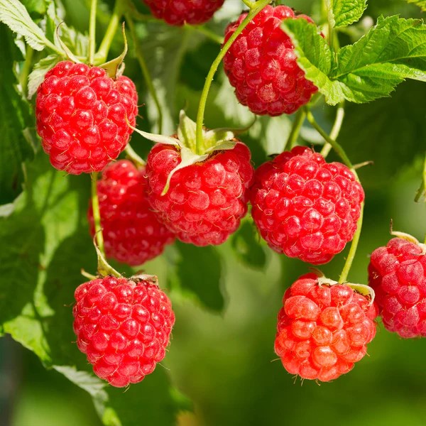 35 Fun Raspberries Facts