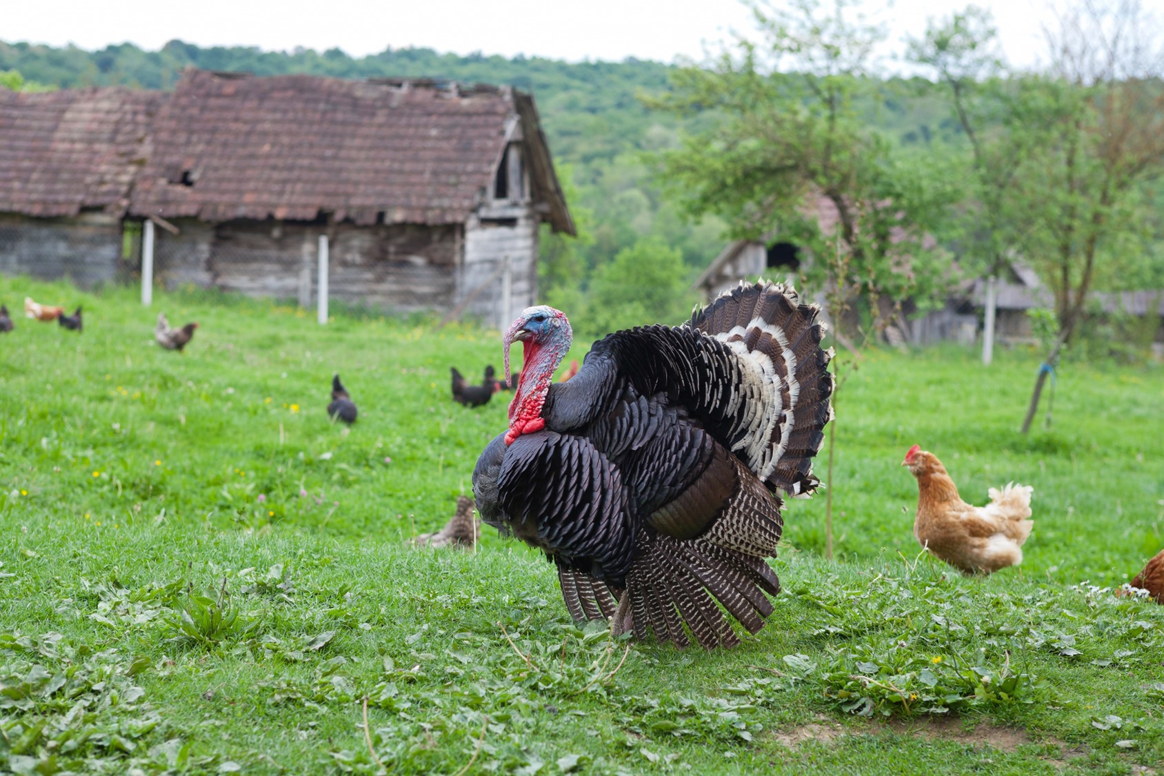 75-terrific-turkeys-facts