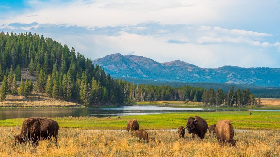 50+ Amazing Yellowstone Park Facts