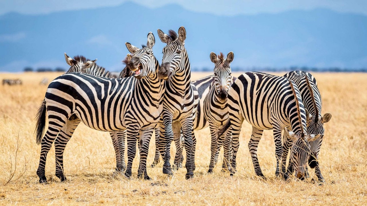 125+ Fascinating Zebras Facts