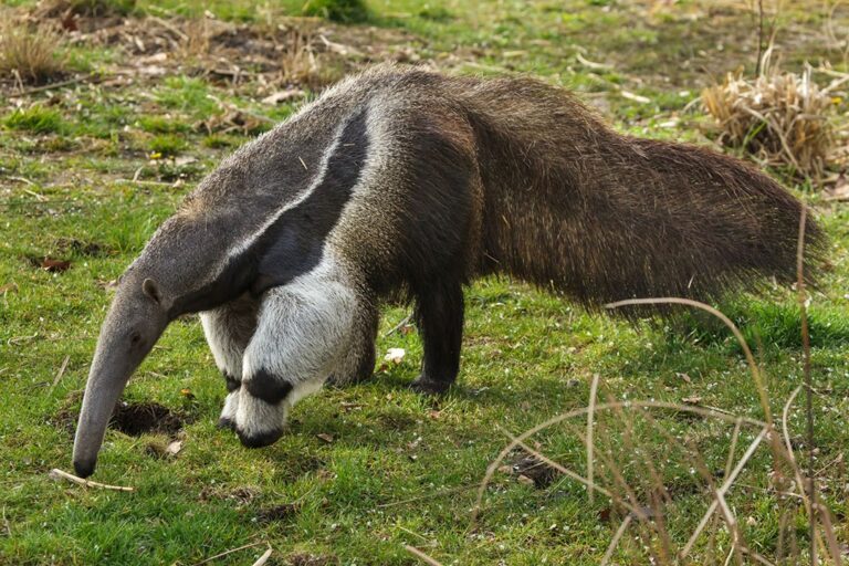 35 Awesome Anteaters Facts