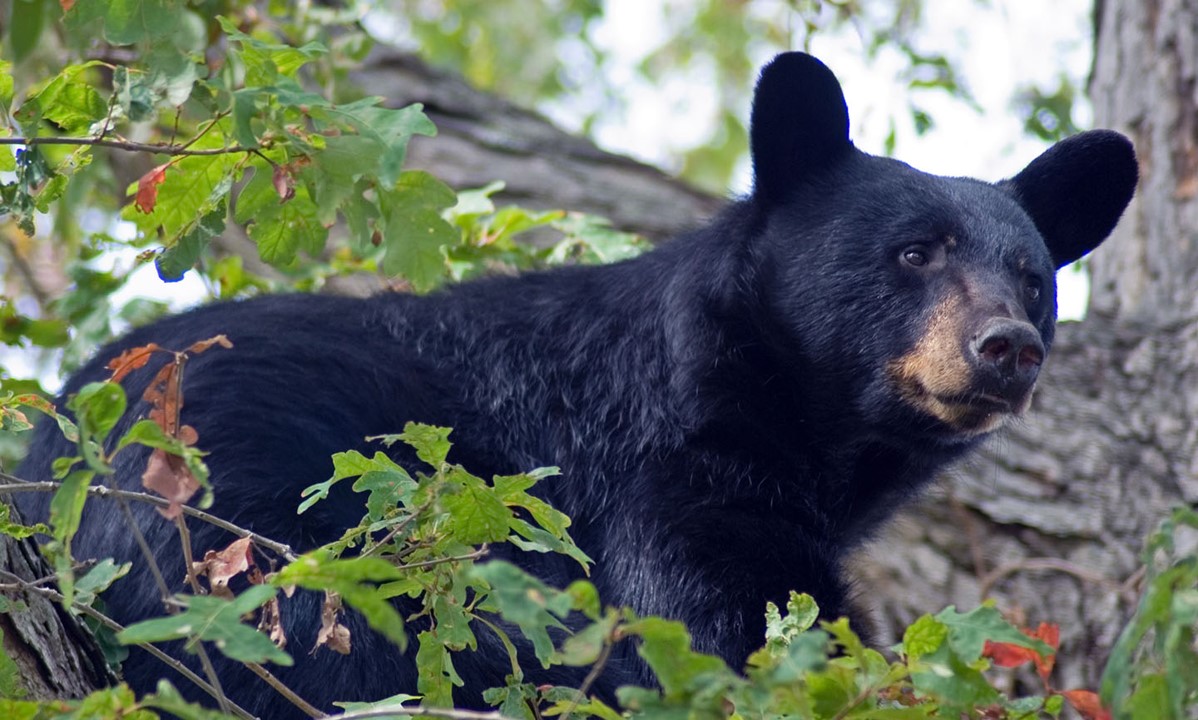 50 Interesting Black Bears Facts