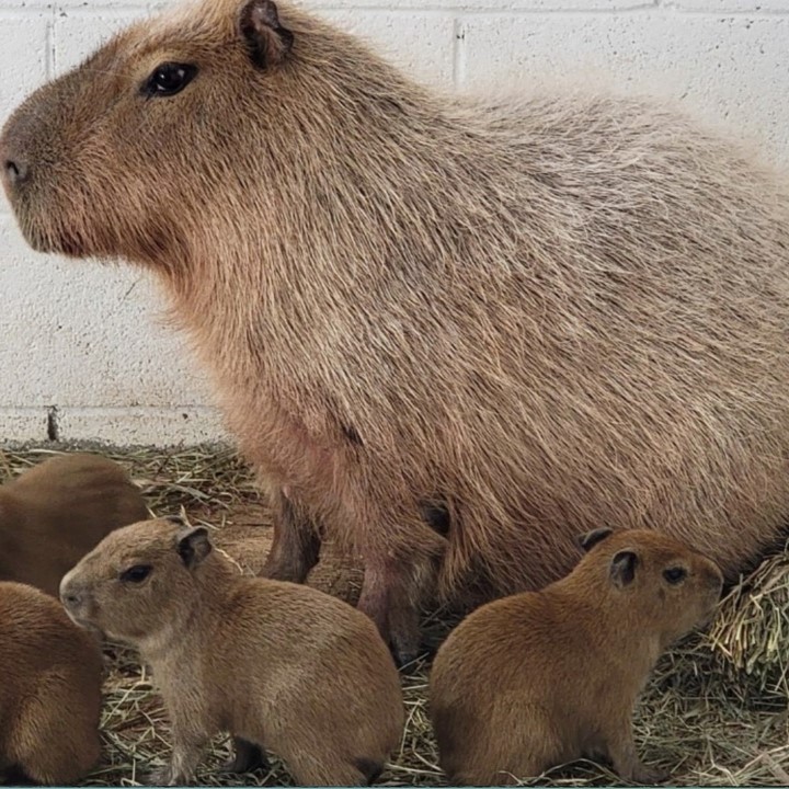 35 Cool Capybaras Facts