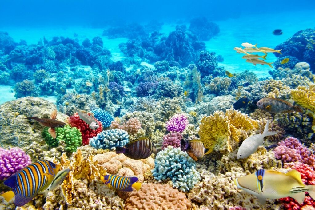 75 Cool Coral Reefs Facts
