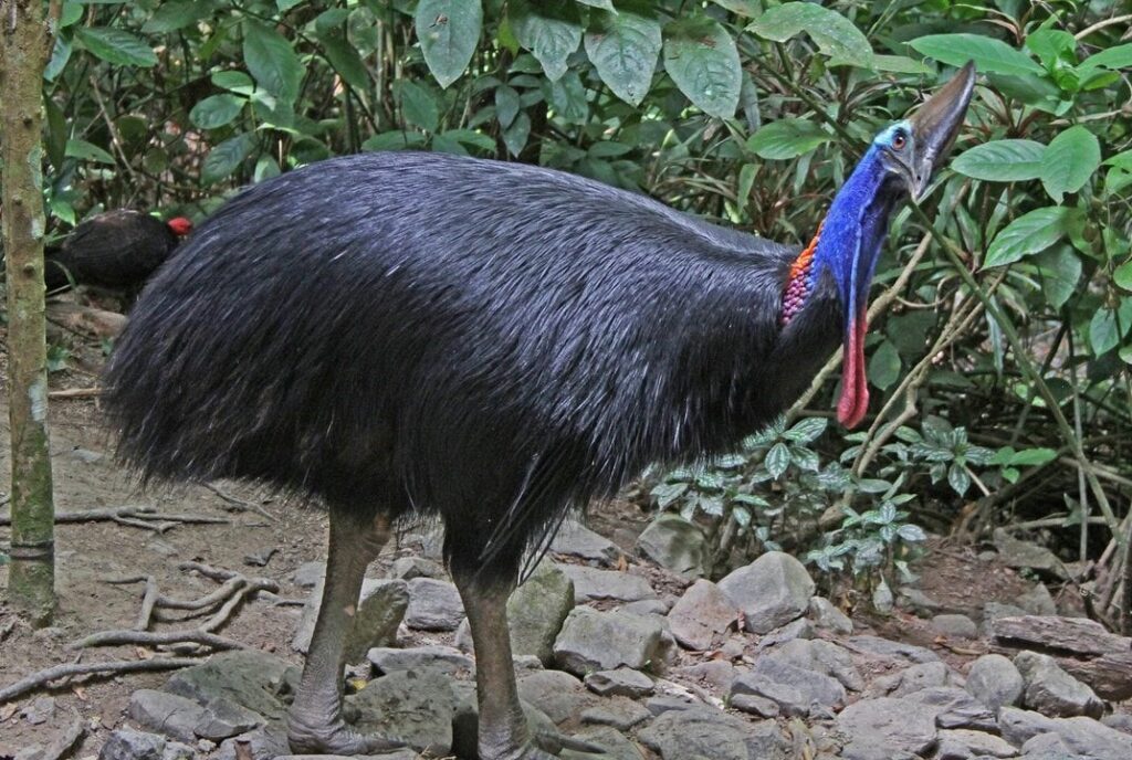 35 Interesting Cassowaries Facts