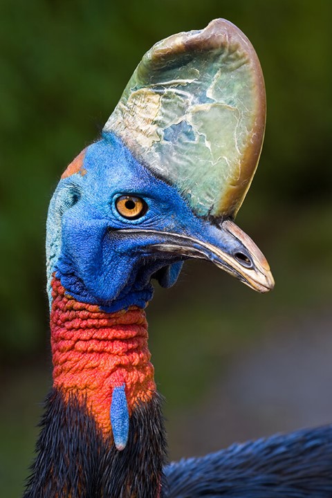 35 Interesting Cassowaries Facts