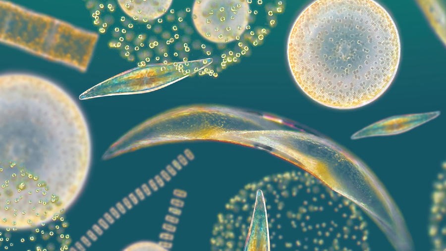 35 Interesting Phytoplankton Facts