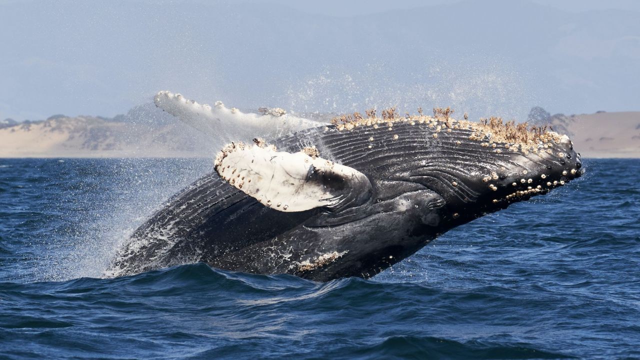 35 Interesting Humpback Whales Facts