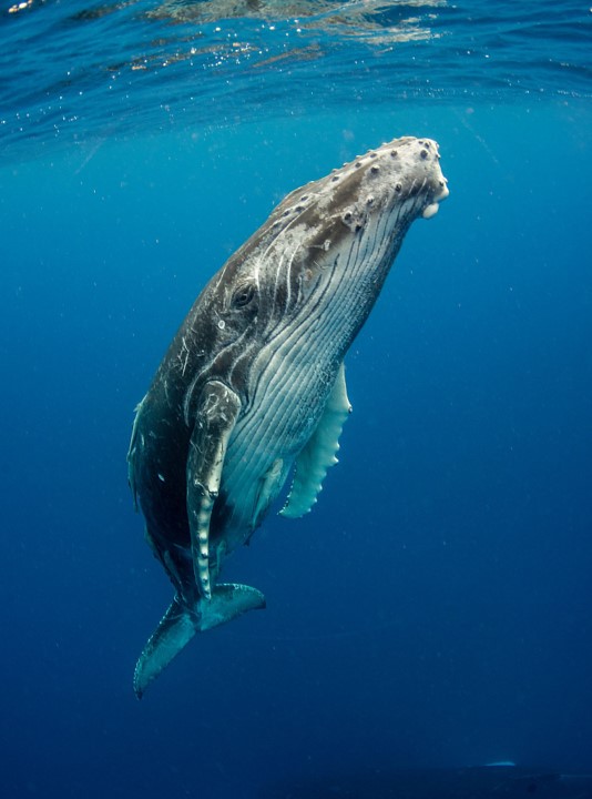 35 Interesting Humpback Whales Facts