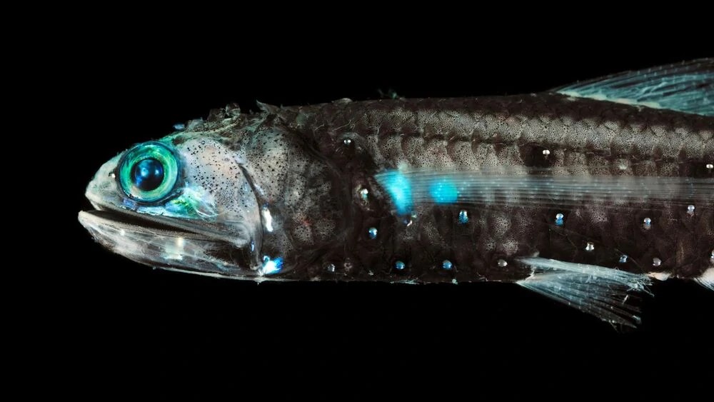 35 Cool Lanternfish Facts