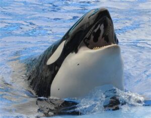 FUN FACTS ABOUT ORCAS HABITAT visual data 7
