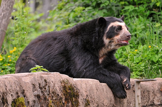 35 Interesting Spectacled Bears Facts