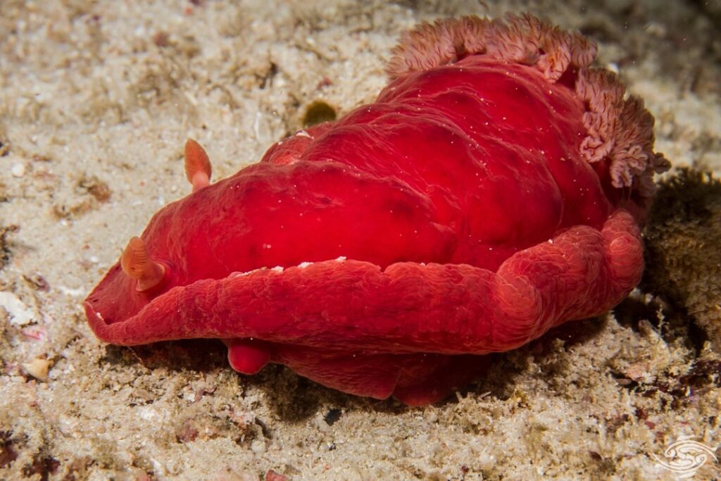 Dancer Fish 35 Intersting Spanish Dancers Facts