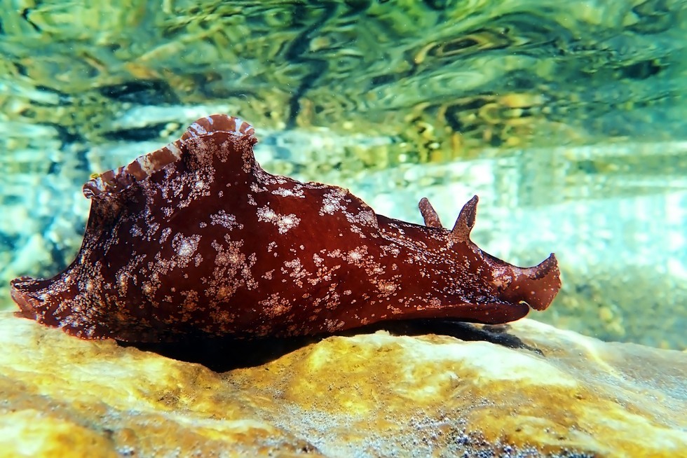 35 Cool Sea Hare Facts