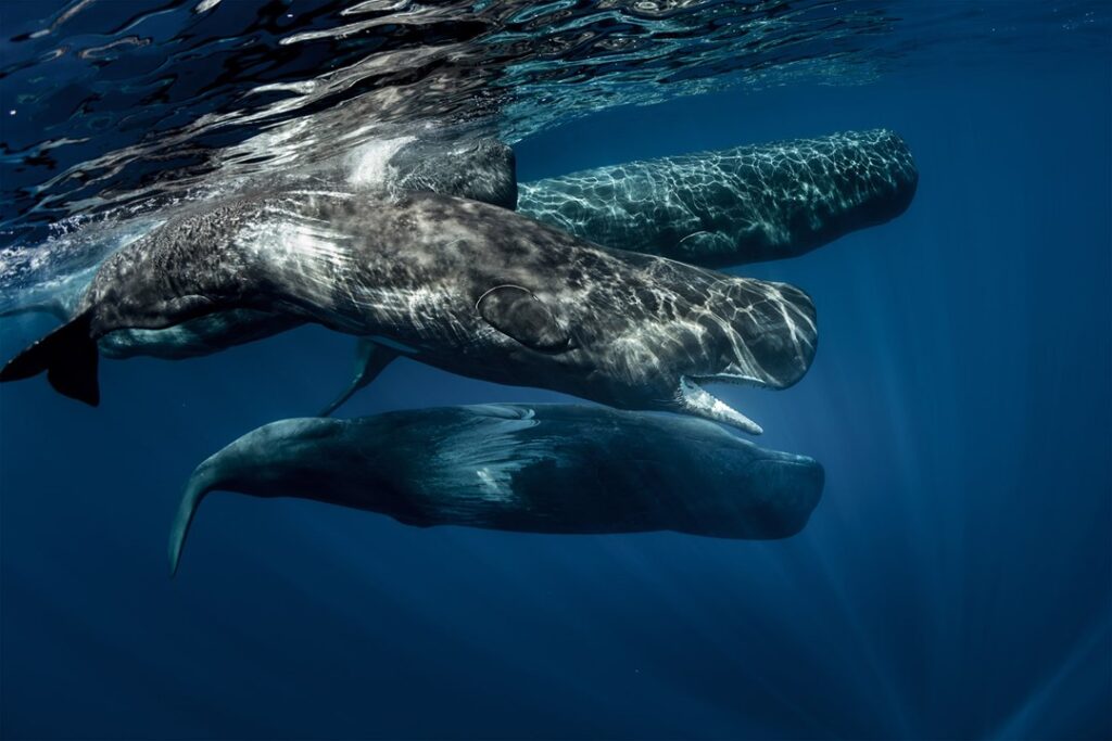 35 Interesting Sperm Whales Facts