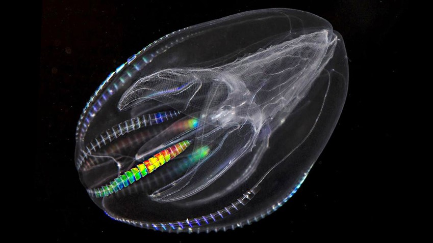 35 Cool Comb Jellies Facts