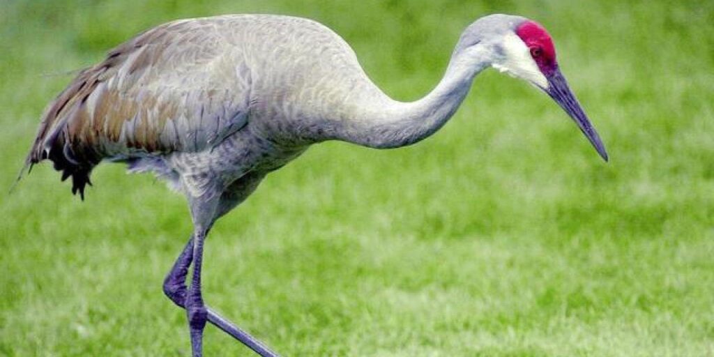 50 Cool Cranes Facts