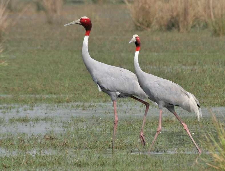 50 Cool Cranes Facts